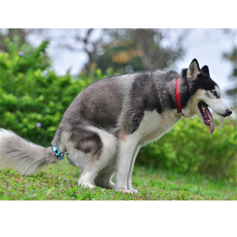Portable Goods for Pets Waste Poop Bag